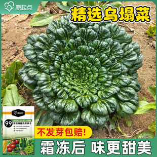乌塌菜种子黄心乌塌菜籽小八叶黑菜耐寒四季农家菜园阳台盆栽蔬菜
