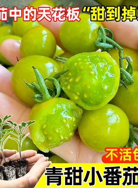 超甜青甜小番茄苗秧绿色四季千禧圣女果阳台盆栽矮生黑珍珠番茄苗