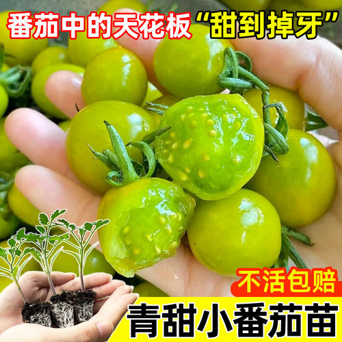 超甜青甜小番茄苗秧绿色四季千禧圣女果阳台盆栽矮生黑珍珠番茄苗