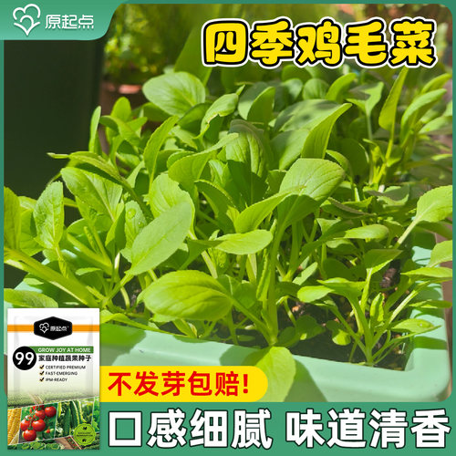 鸡毛菜菜籽种四季大全小白菜青菜油菜种孑上海青速生阳台蔬菜种子