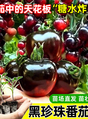 黑珍珠番茄苗樱桃小番茄秧苗圣女果幼苗四季阳台盆栽水果西红柿苗