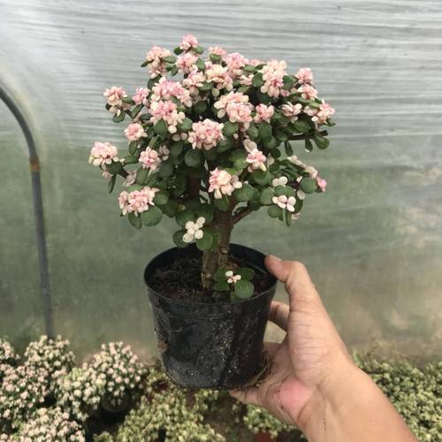 金枝玉叶棒棒糖造型粗杆花卉绿植