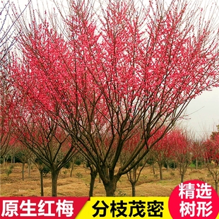 骨里红梅花树苗原生红梅小苗庭院地栽盆栽树桩当年开花大型绿化