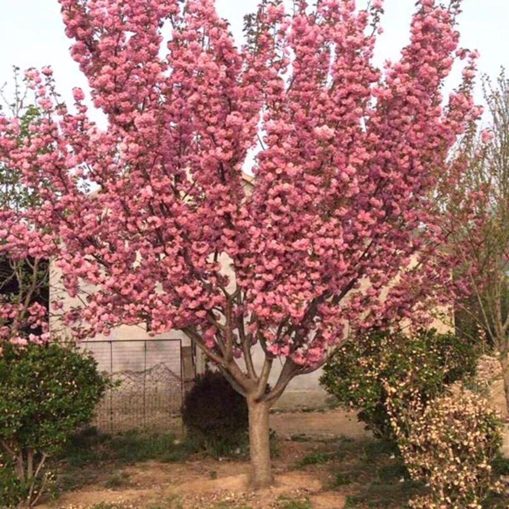 日本樱花树苗绿化苗木