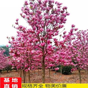 大型庭院玉兰花树苗红玉兰白玉兰树苗盆栽绿化树苗风景树苗景观树