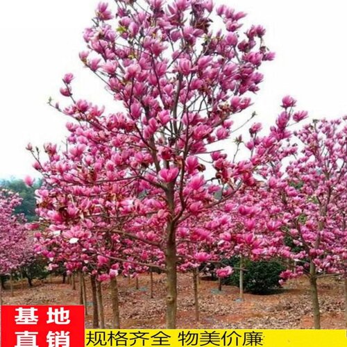 玉兰树苗庭院绿化苗木