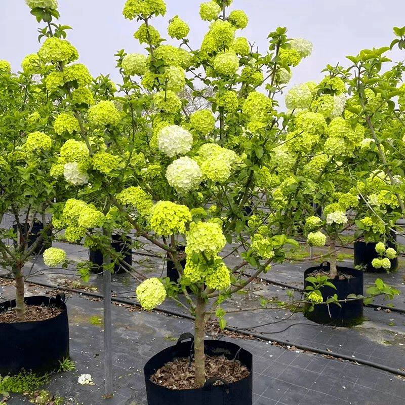 中华木绣球大花斗球树苗耐寒耐冬耐冻木本花卉花期超长庭院观赏花