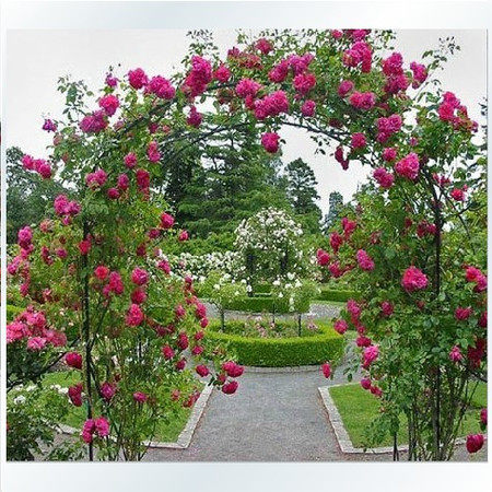 欧月蔷薇花苗盆栽花卉植物阳台庭院藤本月季花苗爬墙梅苗,鲜花速递/花卉仿真/绿植园艺,时令草本花卉,淘宝优惠券,粉丝福利购,淘宝优惠卷