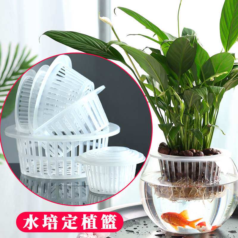 水培固定篮植物玻璃花瓶花卉篮圆形栏无土栽培绿萝固根定植篮方 蒲柳乡百货店 淘优券