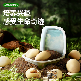 速发可孵化乌龟蛋套草中财装龟花龟龟鳄龟受精蛋招华龟蛋