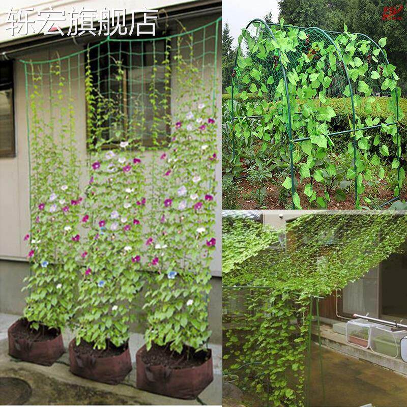速发花卉引物藤蔓牵植攀爬网爬龙网蔬果种植网攀尼植物园艺爬藤网