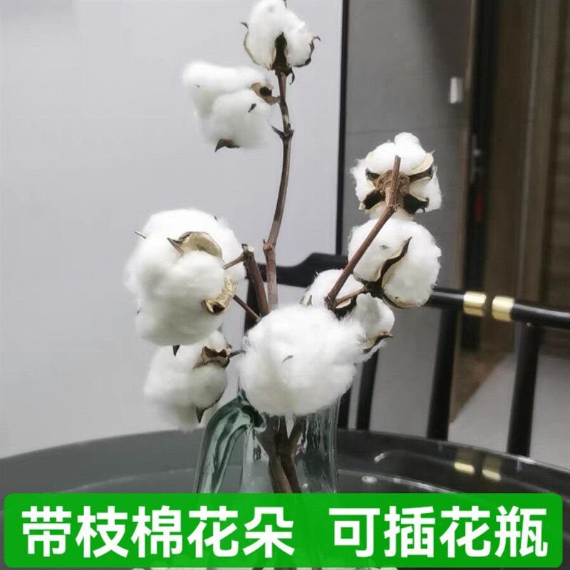 速发带壳带籽结婚生子装饰干棉花头