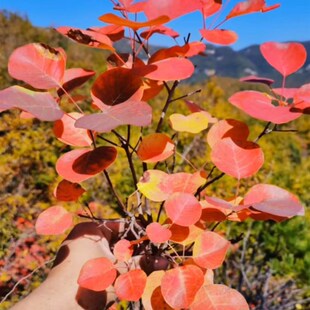 速发香山黄栌红栌生桩办公室台庭院盆栽树疙瘩摆件禅意文艺黄栌老