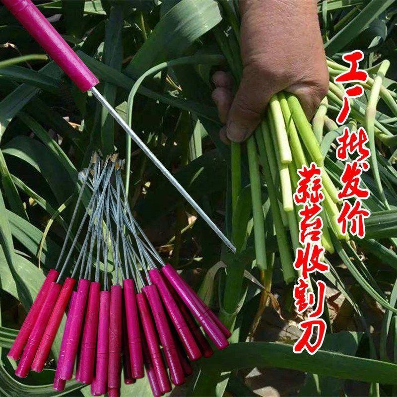 划蒜薹蒜苔抽滴蒜苔蒜苔蒜苔剥工具提手工农用蒜苔拔神器抽蒜薹