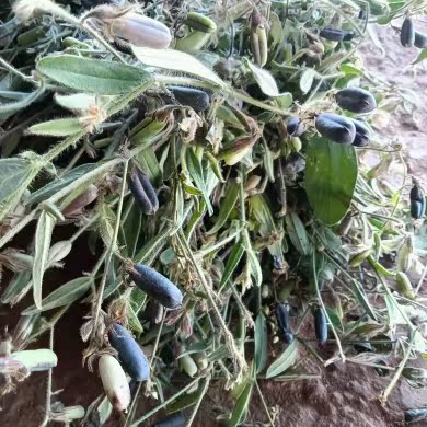 中药材响铃草 铃铃草 野花生 马铃草 马响铃 野生农吉利500克包邮