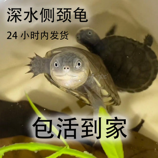 【全品】沼泽龟活体沼泽侧颈龟幼苗微笑脸大眼呆萌乌龟深水龟