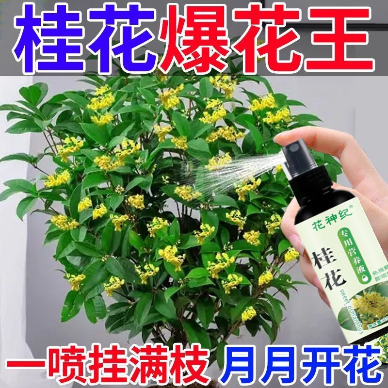 桂花树枯叶干尖枯叶病黄叶焦叶肥料专用肥药营养液黄尖药叶子焦尖