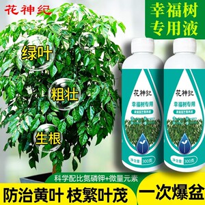 幸福树专用肥料幸福树掉叶子专用