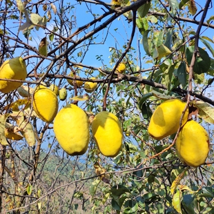 车载闻香木瓜北方宣目瓜装饰品泡酒糖拌瓜条室内除味天然香熏黄瓜