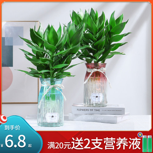 植物水观音价格 植物水观音图片 星期三