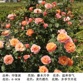 龙沙宝a石藤本月季中苗盆栽爬藤蔷薇花苗攀援绿植花墙拱门多季浓