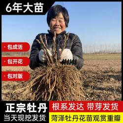 菏泽牡丹花苗大苗老桩观赏重瓣地栽盆栽庭院耐寒植物花卉绿植基地