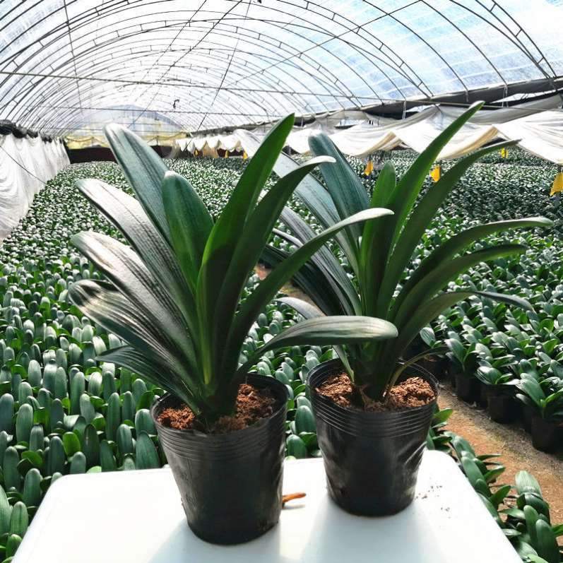 带花苞老含盆佛光的专用腰肥精品君子兰花架客厅黄花