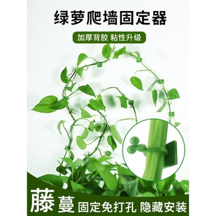 园艺工具花枝扣子绿萝墙面爬上固定器绿植爬藤无痕卡扣神器缠绕夹