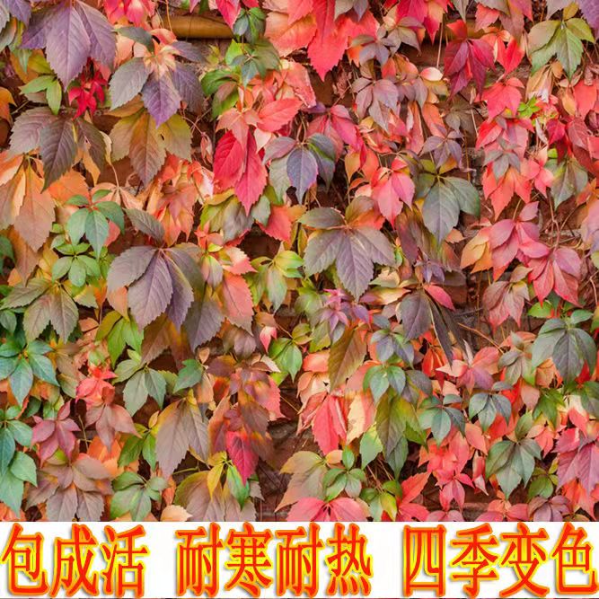 四季户外红色爬墙虎藤蔓攀援花卉