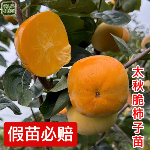 正宗太秋甜柿嫁接苗耐寒南北可种