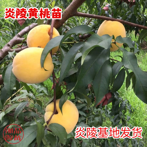 红心果树嫁接炎陵黄桃落叶包邮