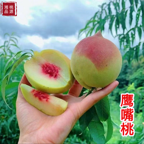 鹰嘴桃落叶脆甜包邮丰产