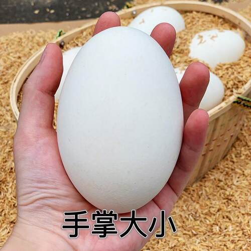 140-160克12枚鹅蛋新鲜农家散养孕妇纯去胎毒土鹅蛋大超大个包邮