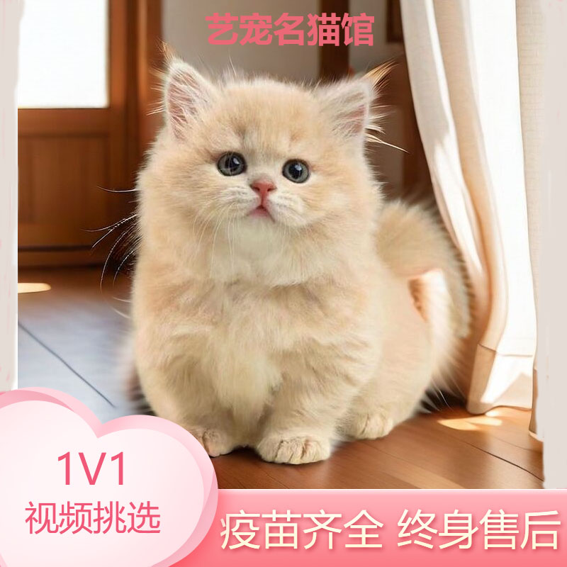 乳白拿破仑矮脚猫幼猫纯种曼基康蓝白三花英短米努特长毛猫