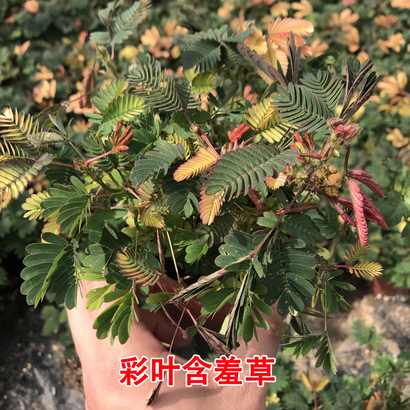 稀有花彩叶含羞草盆栽小植物害羞草办公室内桌面趣味绿植.