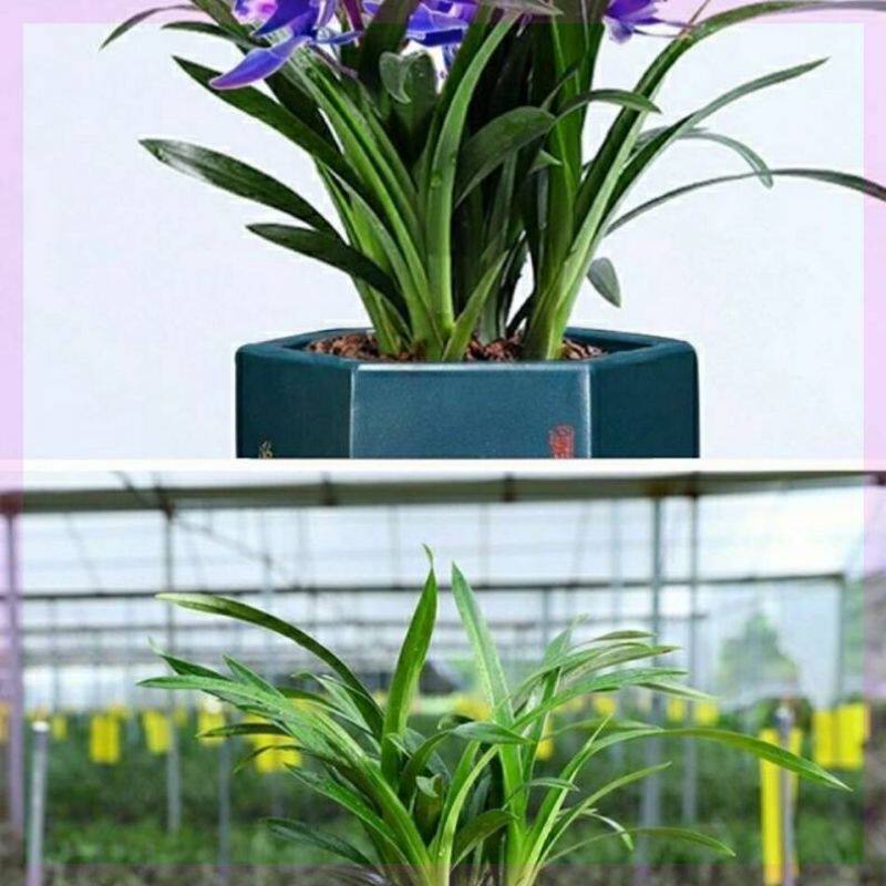 大花花卉飘香植物好养易活蓝宝石有开花室内绿兰草兰花四季常,.
