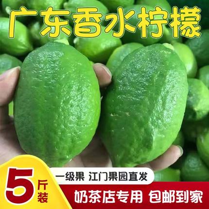 广东香水柠檬一级果青柠檬无籽柠檬奶茶店专用水果5斤包邮