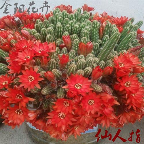 仙人指花价格 仙人指花图片 星期三
