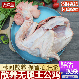 土公鸡 农家散养活鸡现杀 无腿小公鸡一年草鸡溜达鸡笨鸡 大公鸡