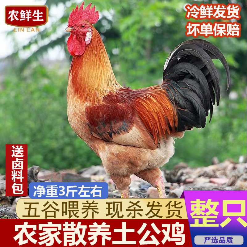 土公鸡农家散养现杀黑腿草鸡