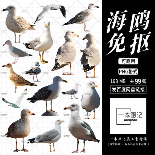 可商用免抠png素材 海鸥鸟类动物元素 无版权纠纷 饭圈美工设计ps