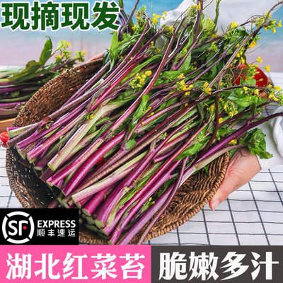 新鲜红菜苔农家自种蔬菜武汉洪山菜苔当季现摘湖北特产红菜心