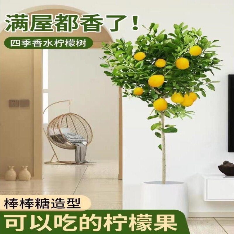 广东香水柠檬树大型盆栽绿植棒棒糖带花带果室内阳台庭院楼顶植物