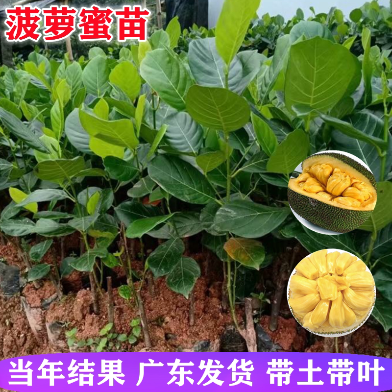 菠萝蜜苗四季马来西亚红肉菠萝蜜树苗木菠萝南北方种植当年结果