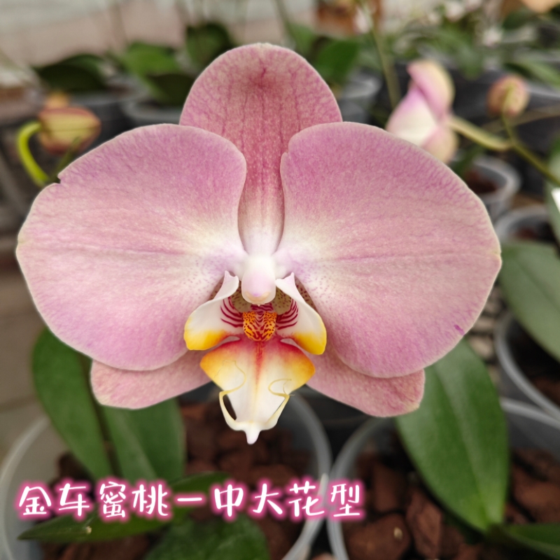 新款上市蝴蝶兰草莓波波 春日暖阳 哈克珍珠 金车蜜桃 保证对版