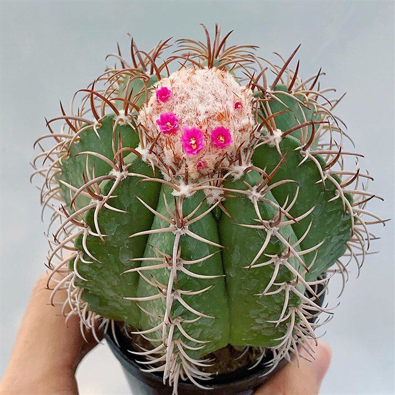 【云球系列】魔云蓝云卷云彩云黄金云紫云豪云实生仙人球仙人掌