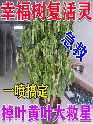 幸福树专用营养液除甲醛落叶掉叶子专用肥料急救树苗盆栽绿植水培