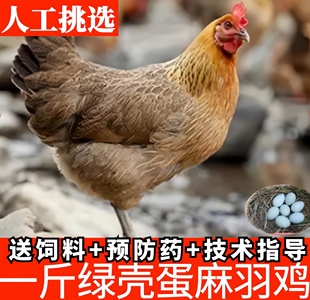 包邮 脱温纯种高产蛋麻羽绿壳蛋鸡活苗一斤散养小鸡活体纯土鸡母鸡