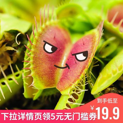 花市捕蝇草价格 花市捕蝇草图片 星期三