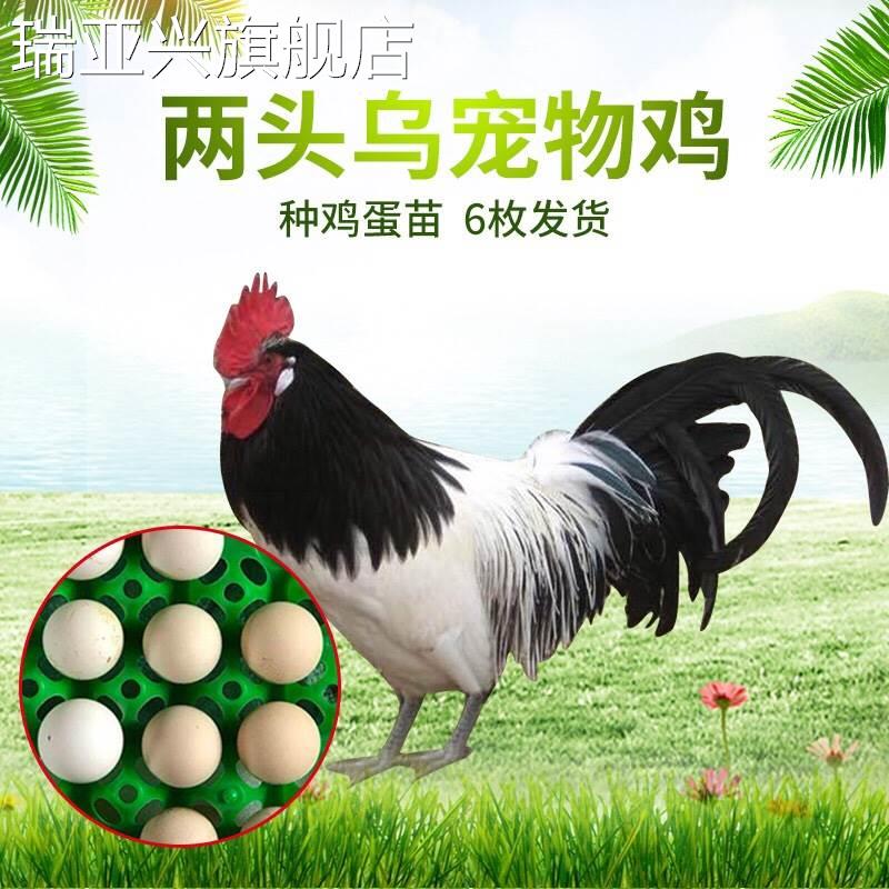 观赏鸡种蛋两头乌受精蛋一枚装可孵化宠物鸡颜色混搭纯种正确对版